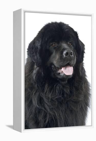 Newfoundland Dog-null-Framed Premier Image Canvas