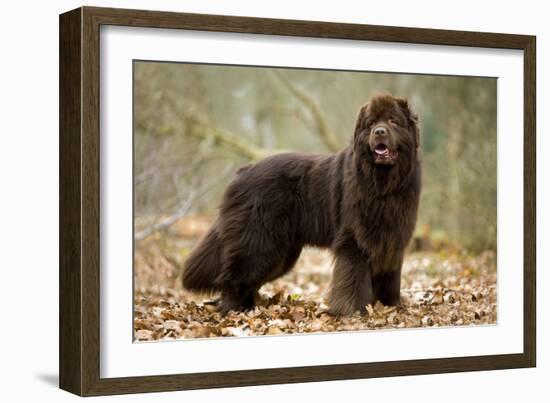 Newfoundland Dog-null-Framed Photographic Print