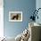 Newfoundland Dog-null-Framed Photographic Print displayed on a wall