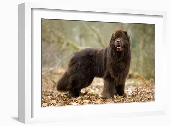 Newfoundland Dog-null-Framed Photographic Print