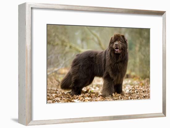 Newfoundland Dog-null-Framed Photographic Print