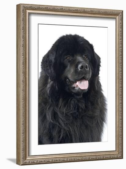 Newfoundland Dog-null-Framed Photographic Print