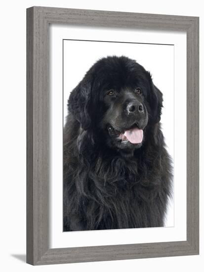 Newfoundland Dog-null-Framed Photographic Print