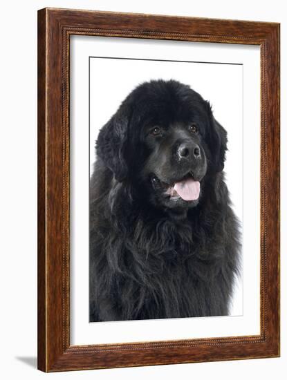 Newfoundland Dog-null-Framed Photographic Print