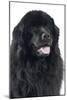 Newfoundland Dog-null-Mounted Photographic Print