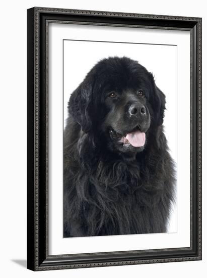 Newfoundland Dog-null-Framed Photographic Print