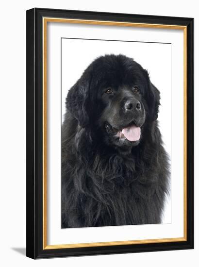 Newfoundland Dog-null-Framed Photographic Print