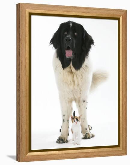 Newfoundland with Kitten-null-Framed Premier Image Canvas