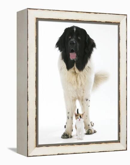 Newfoundland with Kitten-null-Framed Premier Image Canvas