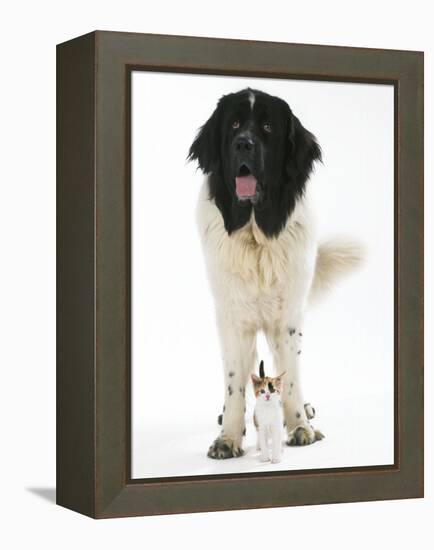 Newfoundland with Kitten-null-Framed Premier Image Canvas