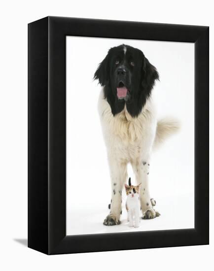 Newfoundland with Kitten-null-Framed Premier Image Canvas