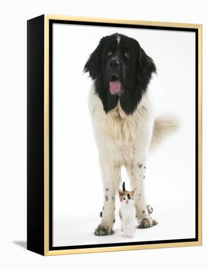 Newfoundland with Kitten-null-Framed Premier Image Canvas