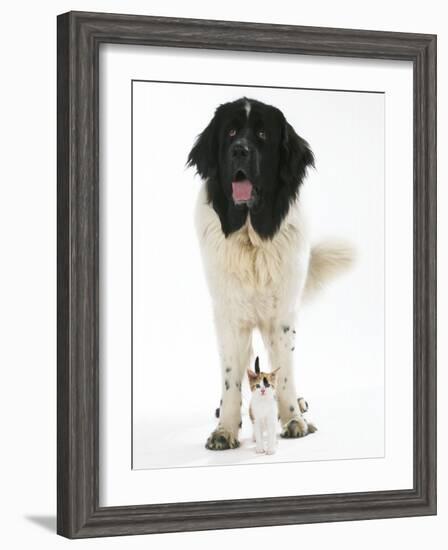 Newfoundland with Kitten-null-Framed Photographic Print