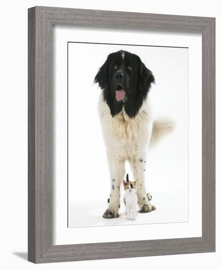 Newfoundland with Kitten-null-Framed Photographic Print