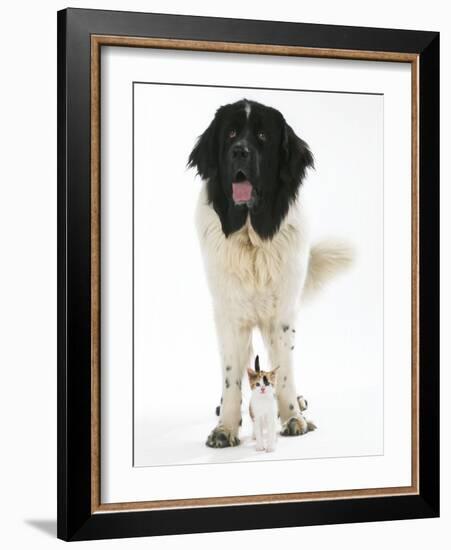 Newfoundland with Kitten-null-Framed Photographic Print