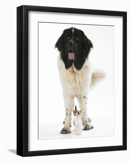 Newfoundland with Kitten-null-Framed Photographic Print