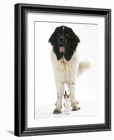 Newfoundland with Kitten-null-Framed Photographic Print