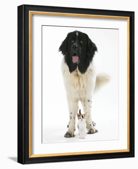 Newfoundland with Kitten-null-Framed Photographic Print