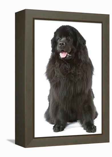 Newfoundland-null-Framed Premier Image Canvas