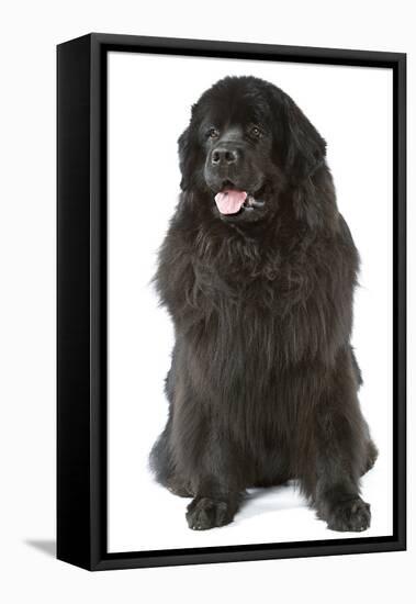 Newfoundland-null-Framed Premier Image Canvas