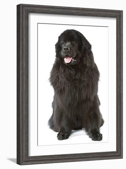 Newfoundland-null-Framed Photographic Print