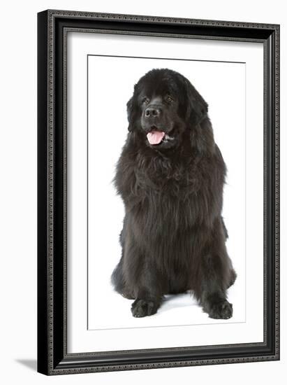 Newfoundland-null-Framed Photographic Print