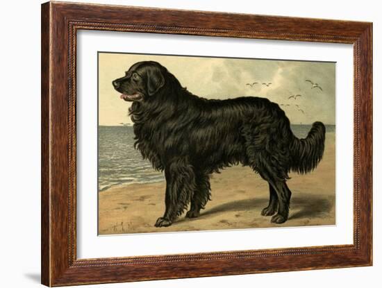 Newfoundland-Vero Shaw-Framed Art Print