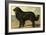 Newfoundland-Vero Shaw-Framed Art Print