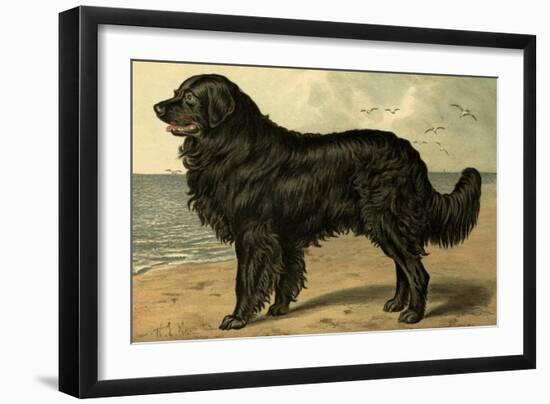 Newfoundland-Vero Shaw-Framed Art Print