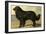 Newfoundland-Vero Shaw-Framed Art Print