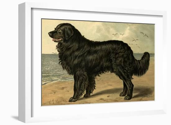 Newfoundland-Vero Shaw-Framed Art Print