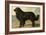 Newfoundland-Vero Shaw-Framed Premium Giclee Print