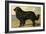 Newfoundland-Vero Shaw-Framed Premium Giclee Print