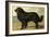 Newfoundland-Vero Shaw-Framed Premium Giclee Print