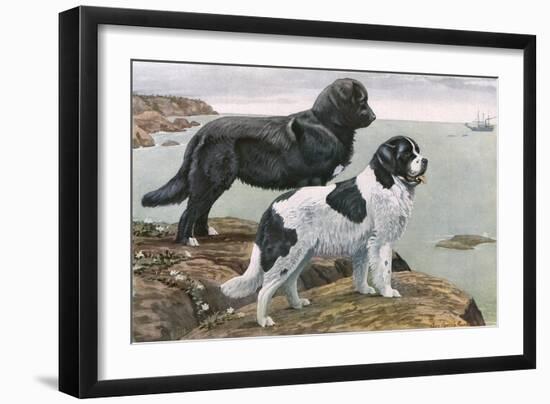 Newfoundlands by Water-Louis Agassiz Fuertes-Framed Art Print