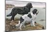 Newfoundlands by Water-Louis Agassiz Fuertes-Mounted Art Print