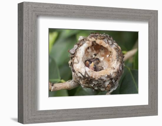 Newly Hatched Anna's Hummingbird Chicks in Nest-Hal Beral-Framed Photographic Print