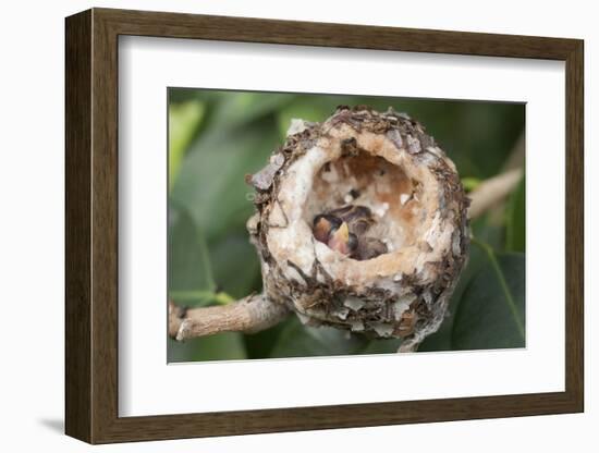 Newly Hatched Anna's Hummingbird Chicks in Nest-Hal Beral-Framed Photographic Print