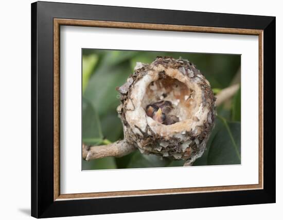 Newly Hatched Anna's Hummingbird Chicks in Nest-Hal Beral-Framed Photographic Print