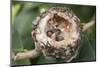 Newly Hatched Anna's Hummingbird Chicks in Nest-Hal Beral-Mounted Photographic Print