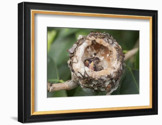 Newly Hatched Anna's Hummingbird Chicks in Nest-Hal Beral-Framed Photographic Print