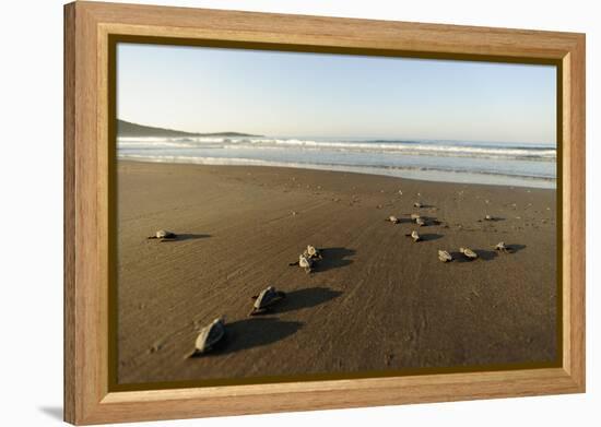 Newly Hatched Loggerhead Turtles (Caretta Caretta) Heading Down Beach to the Sea, Dalyan, Turkey-Zankl-Framed Premier Image Canvas