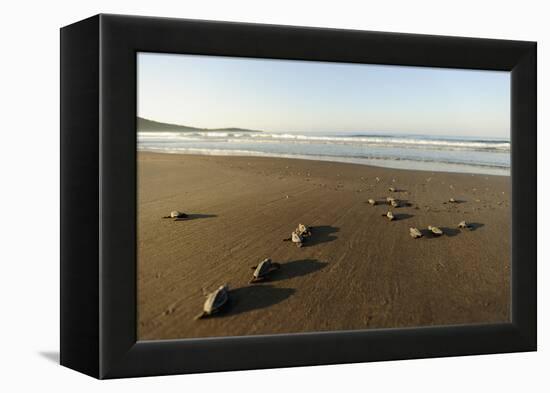 Newly Hatched Loggerhead Turtles (Caretta Caretta) Heading Down Beach to the Sea, Dalyan, Turkey-Zankl-Framed Premier Image Canvas