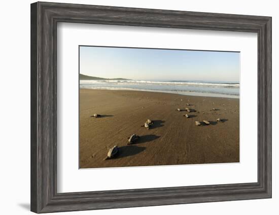 Newly Hatched Loggerhead Turtles (Caretta Caretta) Heading Down Beach to the Sea, Dalyan, Turkey-Zankl-Framed Photographic Print