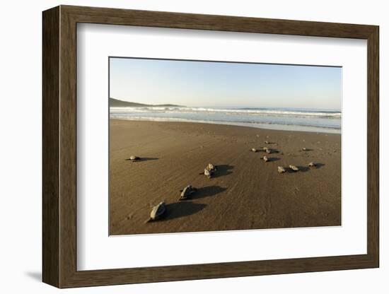 Newly Hatched Loggerhead Turtles (Caretta Caretta) Heading Down Beach to the Sea, Dalyan, Turkey-Zankl-Framed Photographic Print