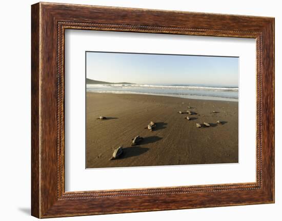 Newly Hatched Loggerhead Turtles (Caretta Caretta) Heading Down Beach to the Sea, Dalyan, Turkey-Zankl-Framed Photographic Print