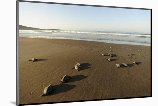 Newly Hatched Loggerhead Turtles (Caretta Caretta) Heading Down Beach to the Sea, Dalyan, Turkey-Zankl-Mounted Photographic Print