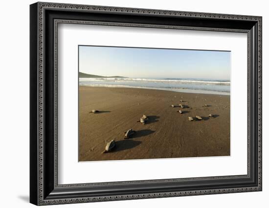 Newly Hatched Loggerhead Turtles (Caretta Caretta) Heading Down Beach to the Sea, Dalyan, Turkey-Zankl-Framed Photographic Print