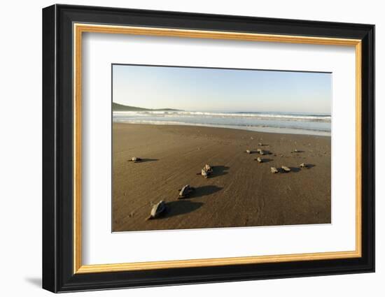 Newly Hatched Loggerhead Turtles (Caretta Caretta) Heading Down Beach to the Sea, Dalyan, Turkey-Zankl-Framed Photographic Print