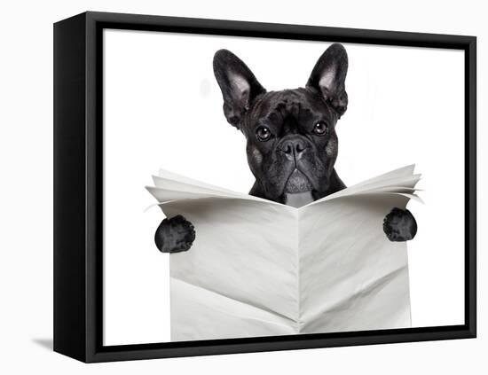 Newspaper Bulldog-Javier Brosch-Framed Premier Image Canvas